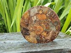 Hand Made Ammonite Conglomerate Coffee Table Coasters x 6 From Mahajanga, Madagascar