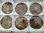 Hand Made Ammonite Conglomerate Coffee Table Coasters x 6 From Mahajanga, Madagascar