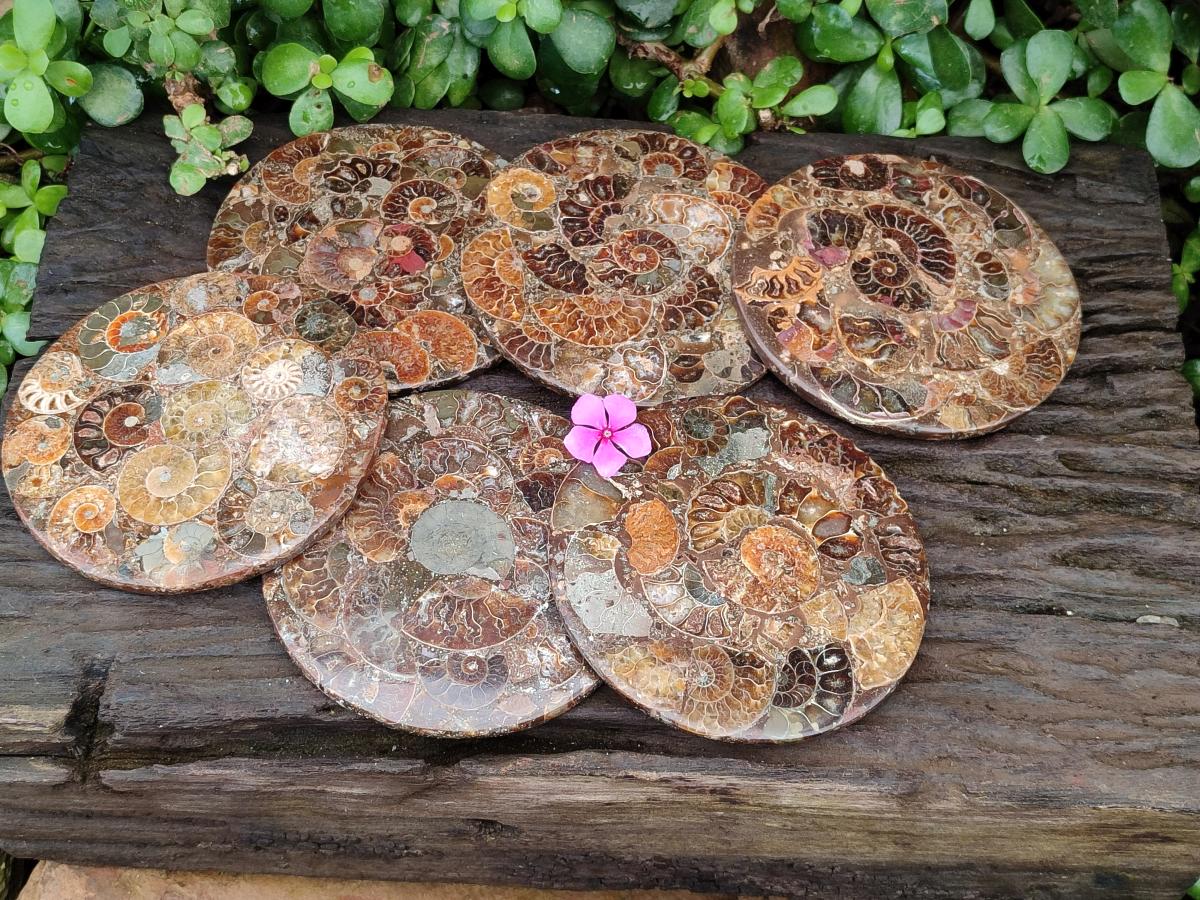 Hand Made Ammonite Conglomerate Coffee Table Coasters x 6 From Mahajanga, Madagascar