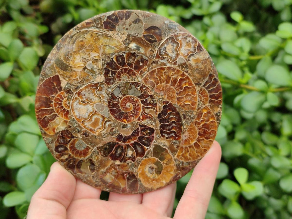 Hand Made Ammonite Conglomerate Coffee Table Coasters x 6 From Mahajanga, Madagascar