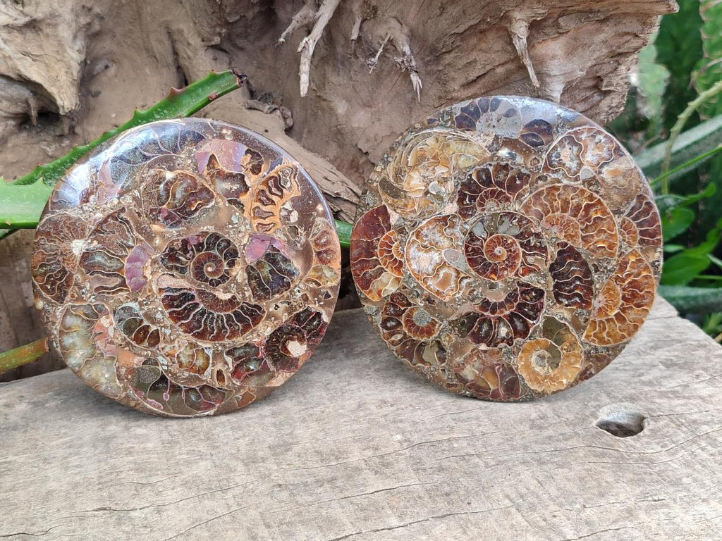 Hand Made Ammonite Conglomerate Coffee Table Coasters x 6 From Mahajanga, Madagascar