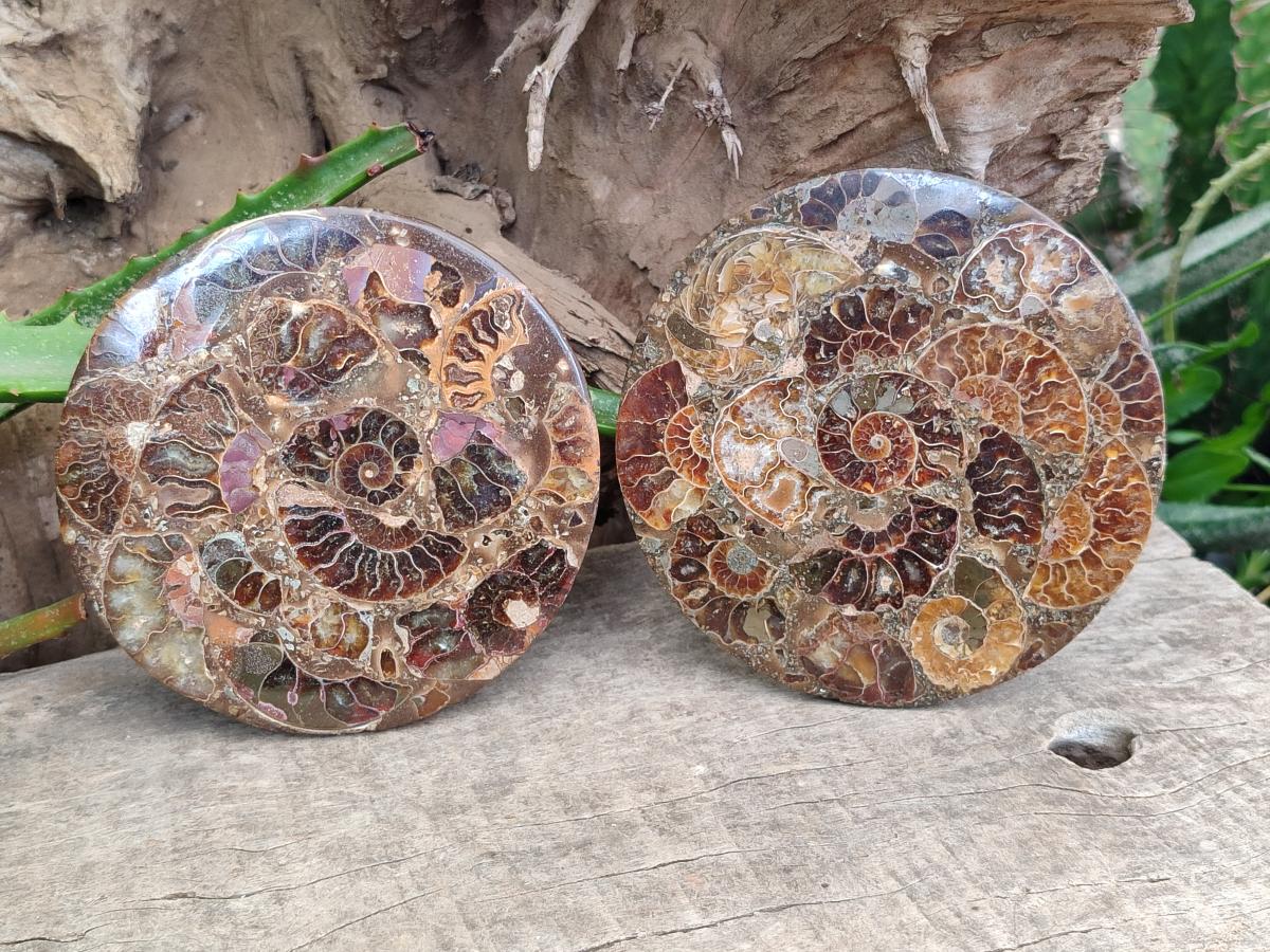 Hand Made Ammonite Conglomerate Coffee Table Coasters x 6 From Mahajanga, Madagascar