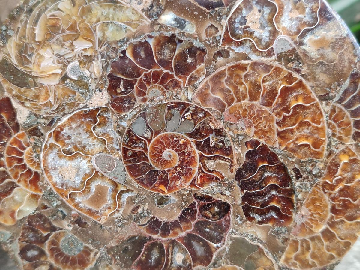 Hand Made Ammonite Conglomerate Coffee Table Coasters x 6 From Mahajanga, Madagascar