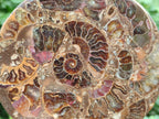 Hand Made Ammonite Conglomerate Coffee Table Coasters x 6 From Mahajanga, Madagascar