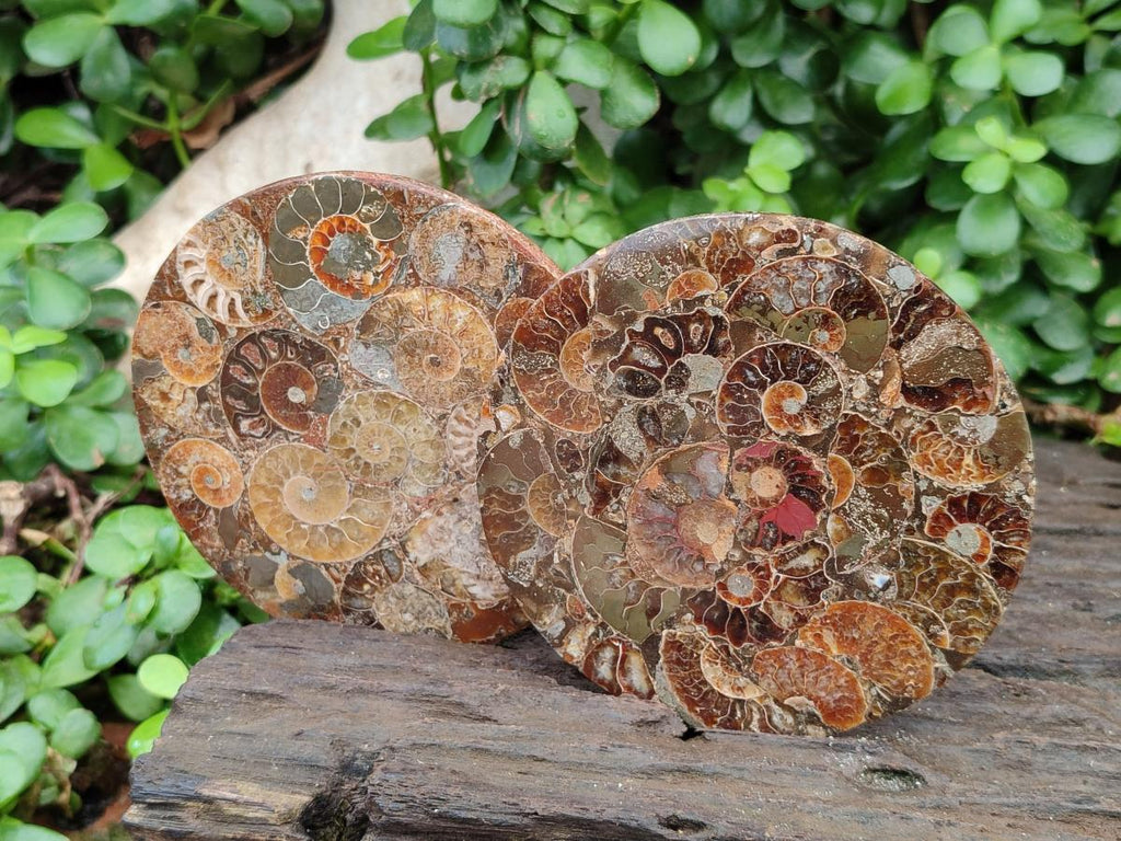 Hand Made Ammonite Conglomerate Coffee Table Coasters x 6 From Mahajanga, Madagascar