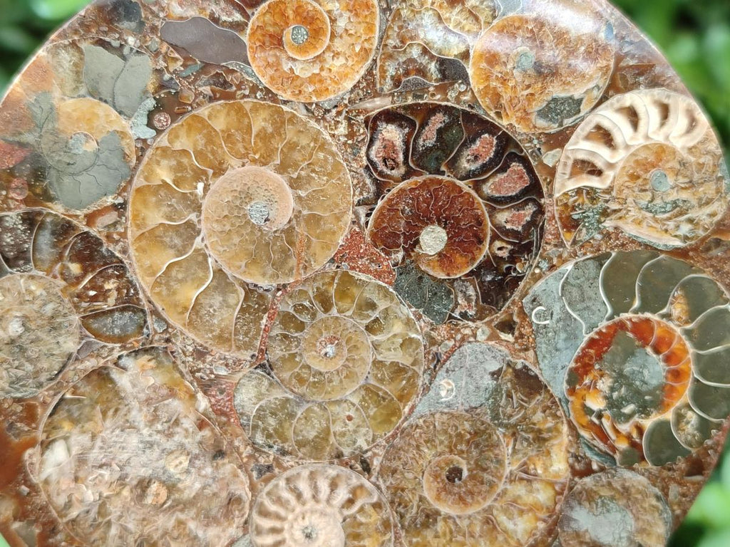 Hand Made Ammonite Conglomerate Coffee Table Coasters x 6 From Mahajanga, Madagascar