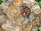 Hand Made Ammonite Conglomerate Coffee Table Coasters x 6 From Mahajanga, Madagascar