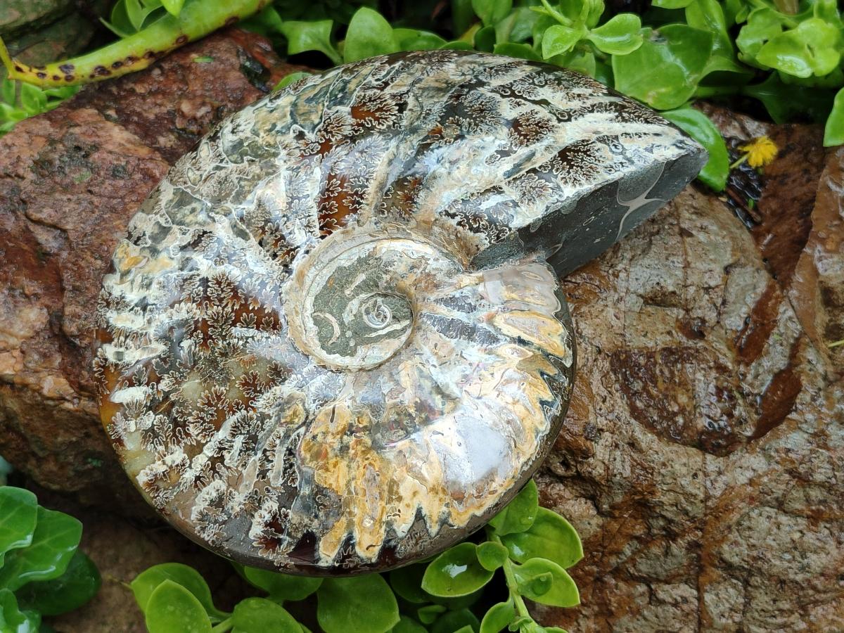 Polished Large Cleoniceras Ammonite Fossil x 1 From Tulear, Madagascar