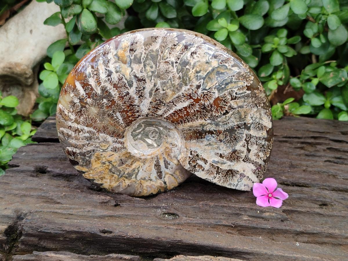 Polished Large Cleoniceras Ammonite Fossil x 1 From Tulear, Madagascar