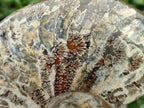 Polished Large Cleoniceras Ammonite Fossil x 1 From Tulear, Madagascar