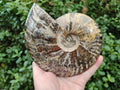 Polished Large Cleoniceras Ammonite Fossil x 1 From Tulear, Madagascar