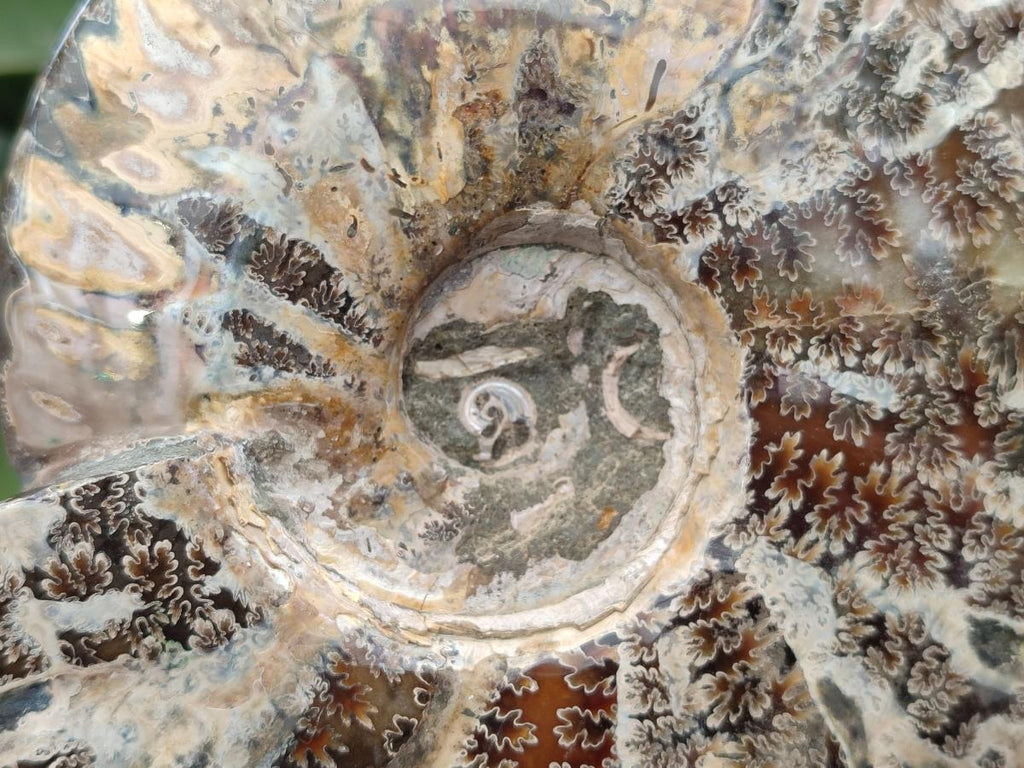 Polished Large Cleoniceras Ammonite Fossil x 1 From Tulear, Madagascar