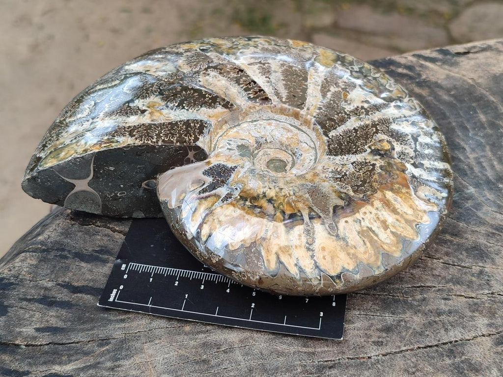 Polished Large Cleoniceras Ammonite Fossil x 1 From Tulear, Madagascar