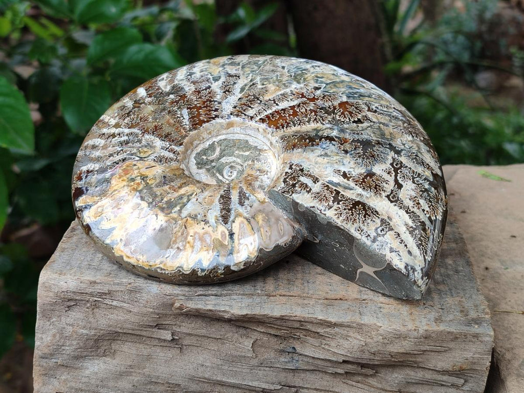 Polished Large Cleoniceras Ammonite Fossil x 1 From Tulear, Madagascar