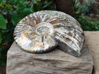 Polished Large Cleoniceras Ammonite Fossil x 1 From Tulear, Madagascar
