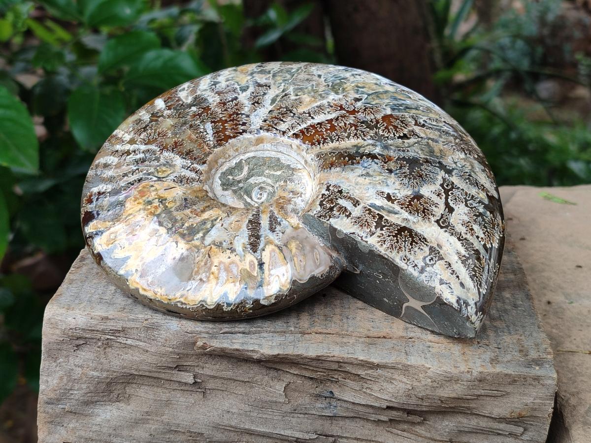 Polished Large Cleoniceras Ammonite Fossil x 1 From Tulear, Madagascar