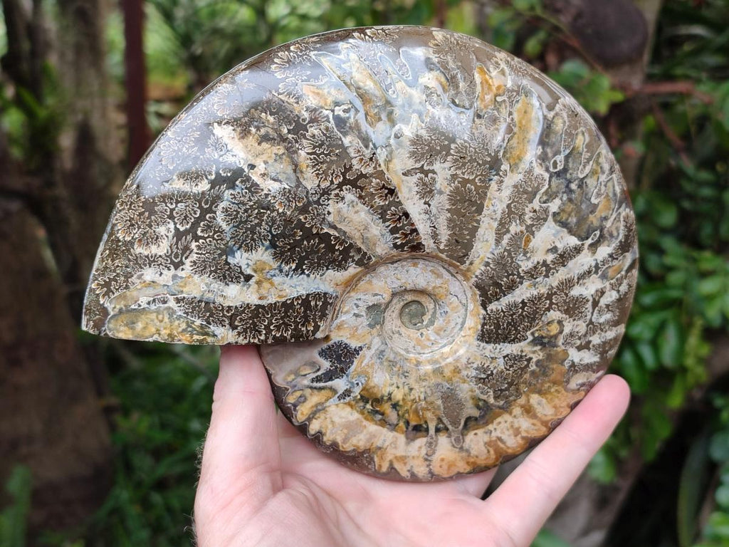 Polished Large Cleoniceras Ammonite Fossil x 1 From Tulear, Madagascar