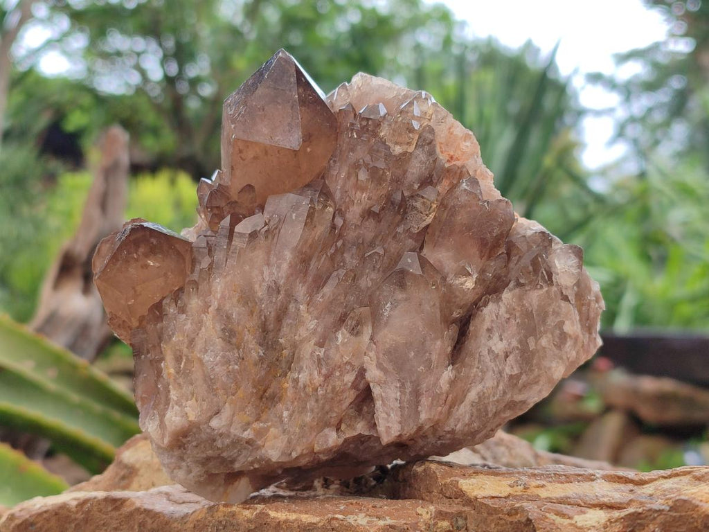 Natural Smokey Phantom Quartz Clusters x 2 From Luena, Congo