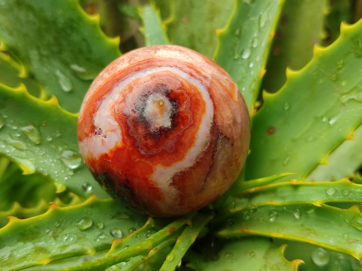 Polished Carnelian Agate Gemstone Spheres x 12 From Madagascar
