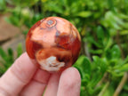 Polished Carnelian Agate Gemstone Spheres x 12 From Madagascar