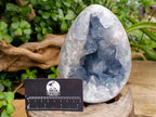 Polished Large Blue Celestite Egg x 1 From Sakoany, Madagascar