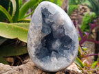 Polished Large Blue Celestite Egg x 1 From Sakoany, Madagascar