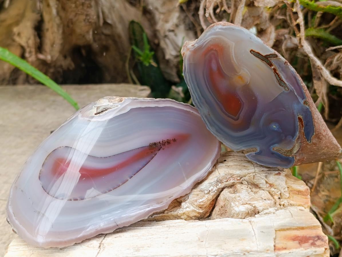 Polished One Side Large Red Shashe River Agate Nodules x 4 From Shashe River, Zimbabwe