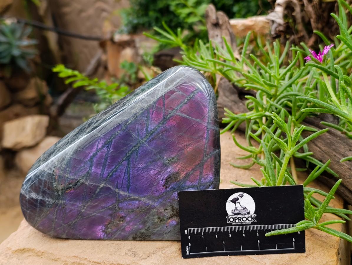 Polished Rare Purple Sunset Flash Labradorite Standing Free Form x 1 From Madagascar