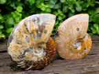 Polished Cleoniceras Ammonite Fossils x 2 From Tulear, Madagascar