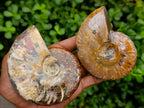 Polished Cleoniceras Ammonite Fossils x 2 From Tulear, Madagascar