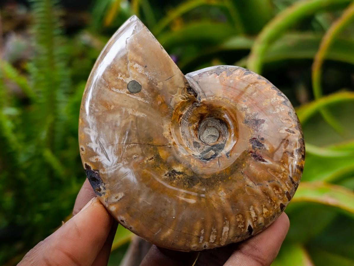 Polished Cleoniceras Ammonite Fossils x 2 From Tulear, Madagascar