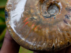 Polished Cleoniceras Ammonite Fossils x 2 From Tulear, Madagascar