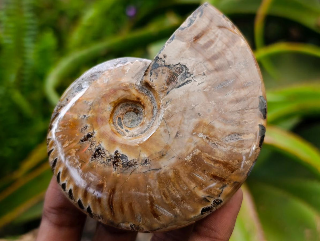 Polished Cleoniceras Ammonite Fossils x 2 From Tulear, Madagascar