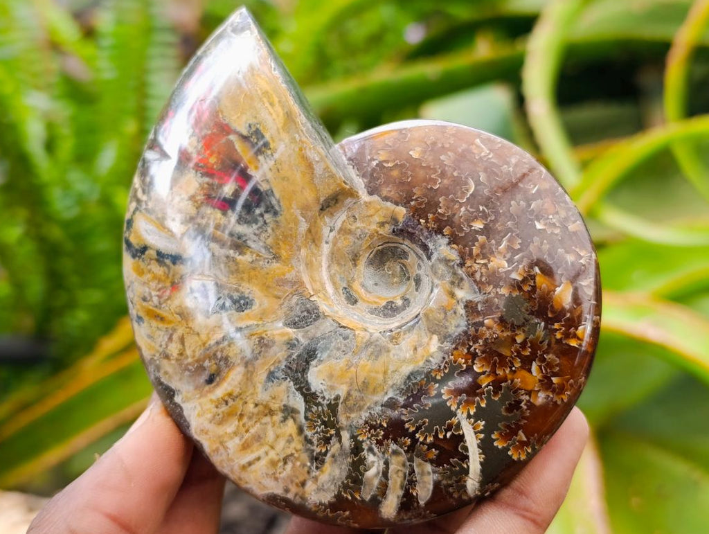 Polished Cleoniceras Ammonite Fossils x 2 From Tulear, Madagascar