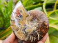 Polished Cleoniceras Ammonite Fossils x 2 From Tulear, Madagascar