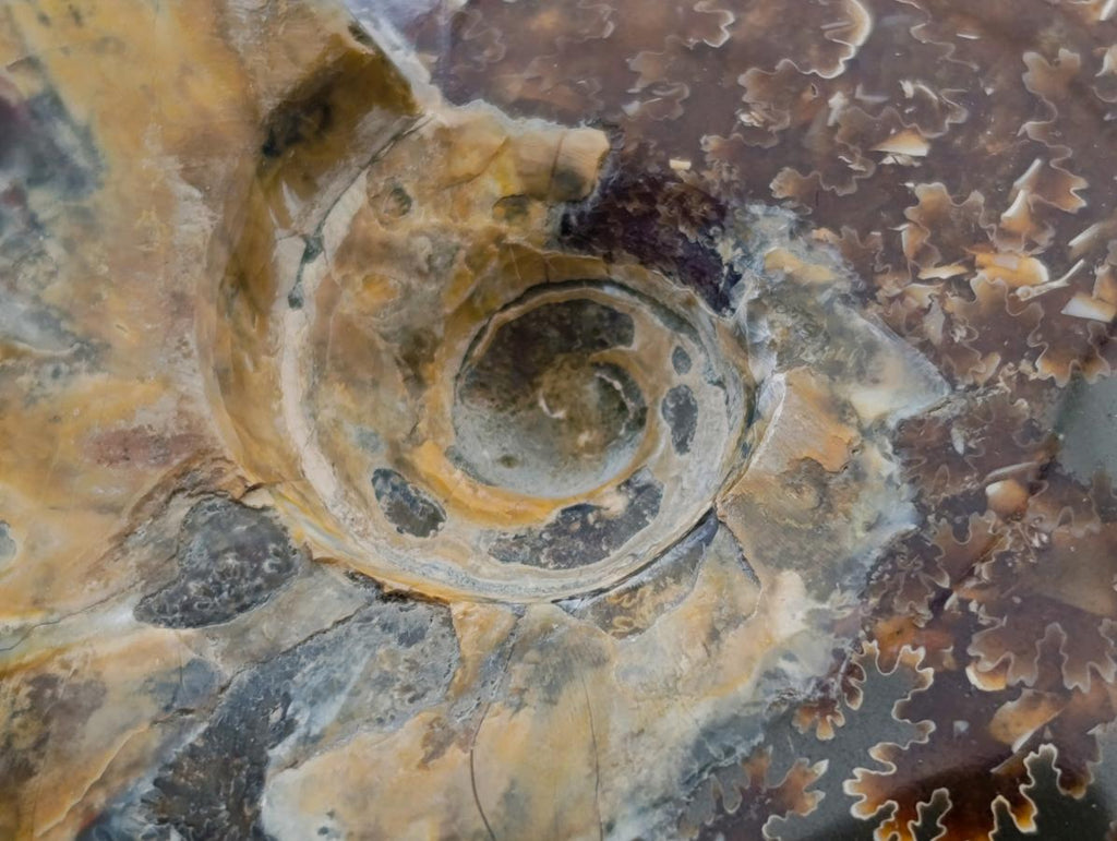 Polished Cleoniceras Ammonite Fossils x 2 From Tulear, Madagascar