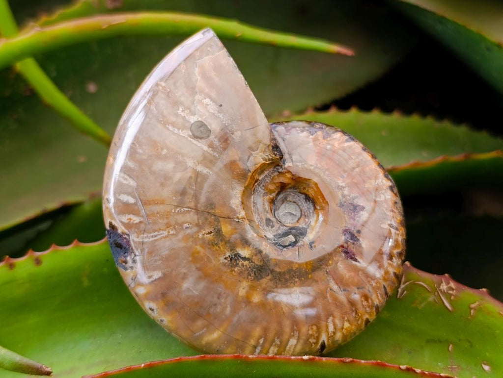 Polished Cleoniceras Ammonite Fossils x 2 From Tulear, Madagascar