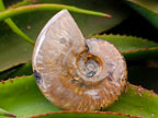 Polished Cleoniceras Ammonite Fossils x 2 From Tulear, Madagascar