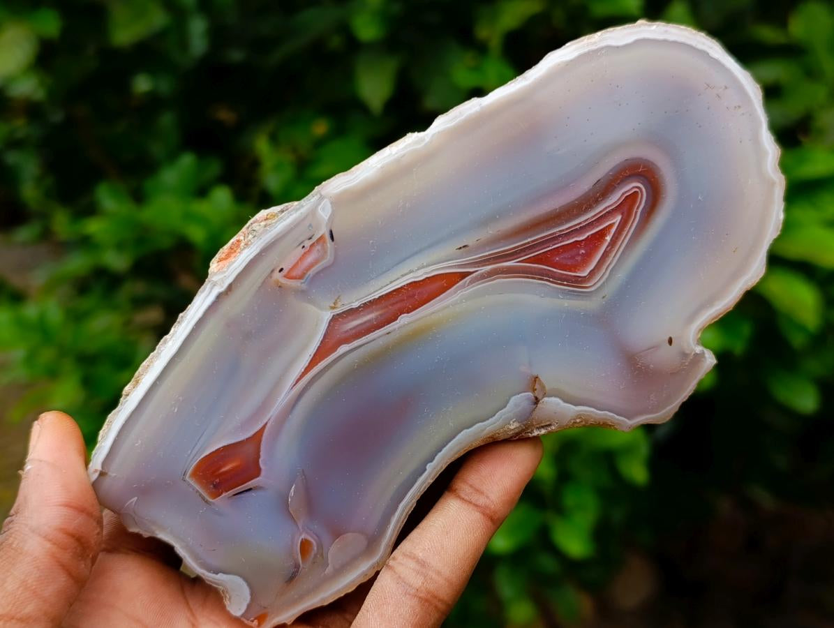 Polished One Side Red Shashe River Agate Nodules x 2 From Shashe River, Zimbabwe