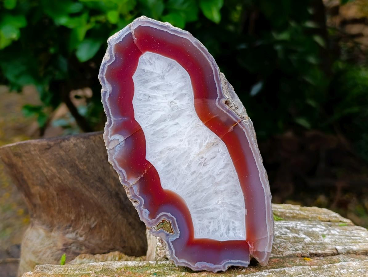 Polished One Side Red Shashe River Agate Nodules x 2 From Shashe River, Zimbabwe