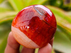 Polished Carnelian Agate Gemstone Galets x 20 From Madagascar