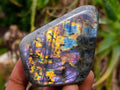 Polished Rare Purple Sunset Flash Labradorite Standing Free Forms x 6 From Madagascar