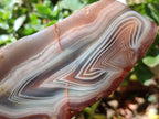 Polished One Side Large Red Shashe River Agate Nodule x 1 From Shashe River, Zimbabwe