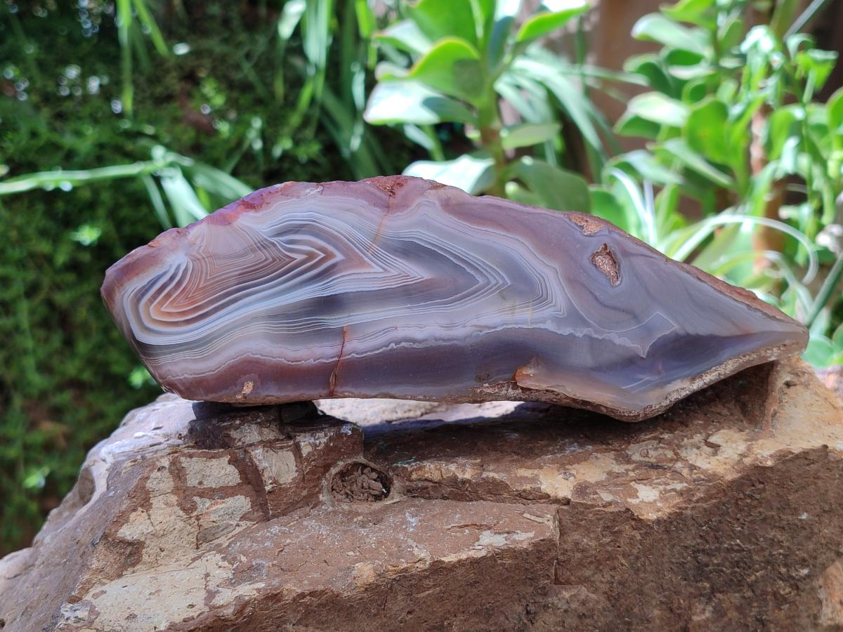 Polished One Side Large Red Shashe River Agate Nodule x 1 From Shashe River, Zimbabwe