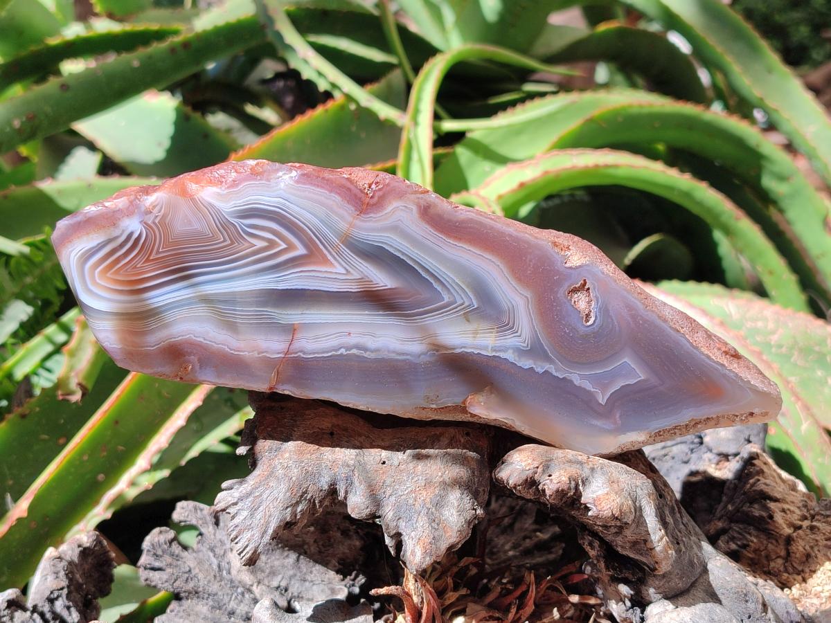 Polished One Side Large Red Shashe River Agate Nodule x 1 From Shashe River, Zimbabwe