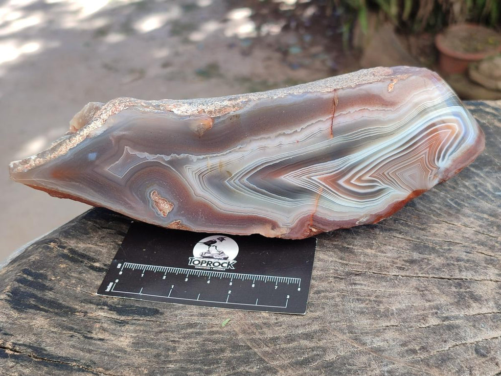 Polished One Side Large Red Shashe River Agate Nodule x 1 From Shashe River, Zimbabwe