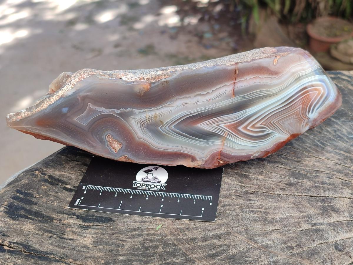 Polished One Side Large Red Shashe River Agate Nodule x 1 From Shashe River, Zimbabwe