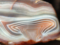 Polished One Side Large Red Shashe River Agate Nodule x 1 From Shashe River, Zimbabwe