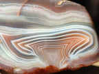 Polished One Side Large Red Shashe River Agate Nodule x 1 From Shashe River, Zimbabwe