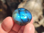 Polished Rounded Labradorite Free Forms x 70 From Madagascar